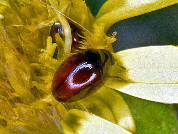 Phalacridae, Stilbus sp (cfr.)